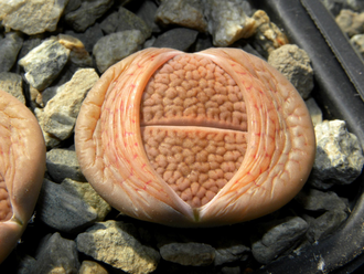 Lithops hookeri (vermiculate form) C335 (Чехия)