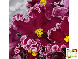 ЛЕ-Антарес  (Е. Лебецкая) 2014 г. (лист с детками посажен 24.07.25)