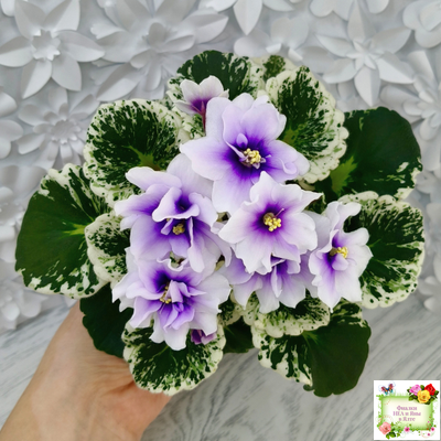 Р-Дурман (В. Зуб) 2020 г. (лист с детками укоренённый)