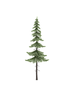 хвойные Ель fir-tree_03