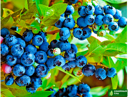 ПЛОДОВЫЕ КУСТАРНИКИ