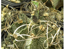 Astrophytum capricorne v.major - 5 семян