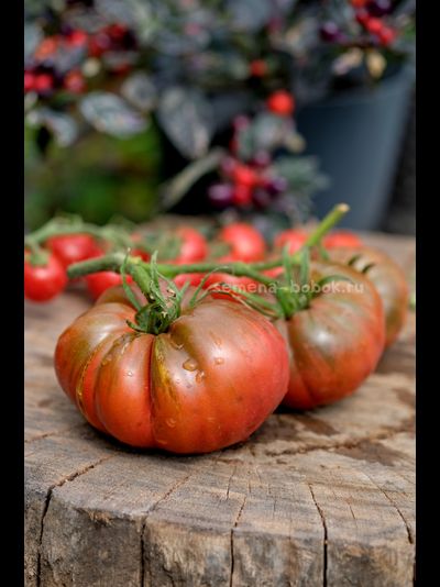 Томат Один Трюк Пони ( One Trick Pony), 10 шт