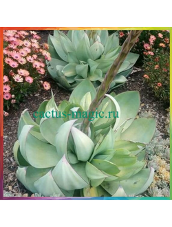 Agave mitis v. albidior