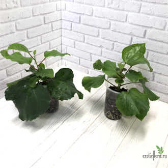 Гибискус NK Cashew