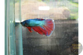 Петушок, Бойцовая рыбка, Betta splendens