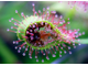 Drosera capensis "Giant"