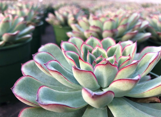 Echeveria Pulidonis