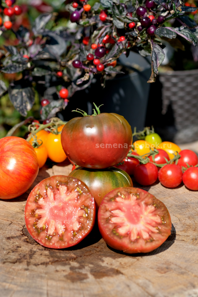 Томат Brandywine Black (Брендивайн Черный)