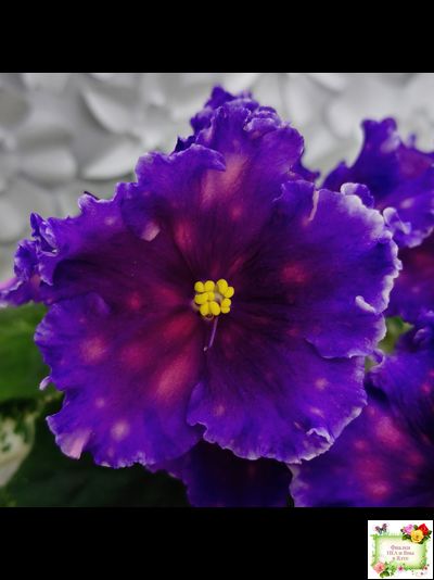 Nik-Сокровище Каравана (Н. Булко) 2022 г.