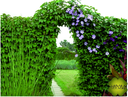 Декоративные лианы