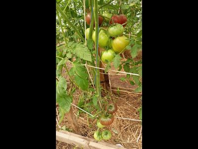 Томат Париж (Paris)