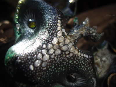 "КотоВолк (Котовий ЛосеВолк) из рода котов-единорогов" - брошь в лесном стиле