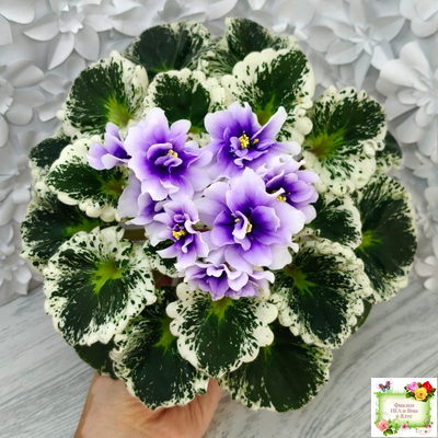 Р-Дурман (В. Зуб) 2020 г. (лист с детками укоренённый)