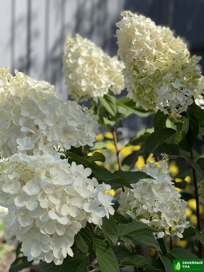 Гортензия метельчатая &quot;Silver Dollar&quot; (Сильвер Доллар)