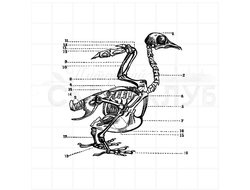 Штамп для скрапбукинга скелет птицы