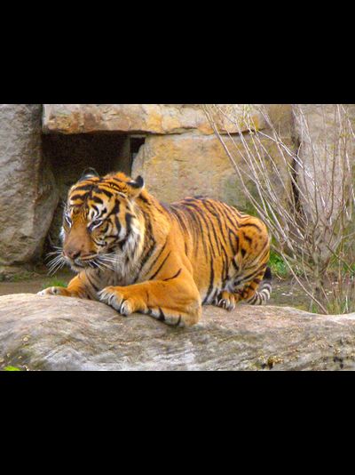 Купить греющую картину с фото лежащий тигр