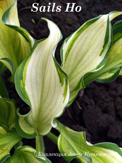 Хоста Sails Ho