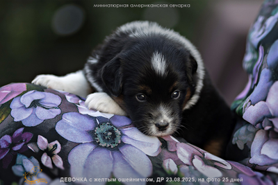 щенок mas - девочка с ЖЕЛТЫМ ошейничком Д-2025, окрас черный триколор, на фото возраст 25 дней