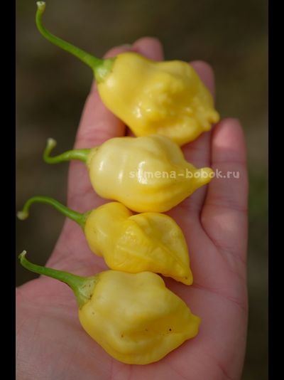 Перец острый Aji Fantasy, 10 шт