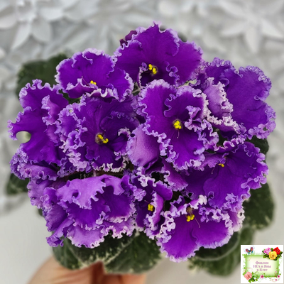 Dn-Юная Француженка (Д. Денисенко) 2016 г.