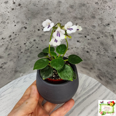 Deinostigma tamiana (Primulina tamiana (примулина тамиана))