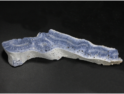 Коралл голубой Акори, Австралия (119*30*13 мм, 51 г) №37709