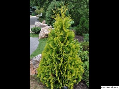 Туя Еллоу Риббон - Yellow Ribbon