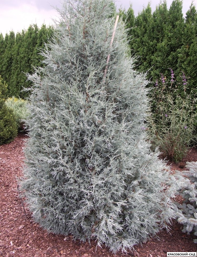 Можжевельник Блю Хэвн - Blue Heaven