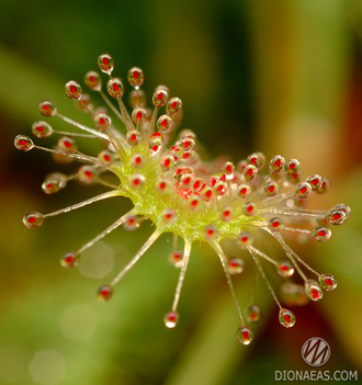 Drosera Nidiformis