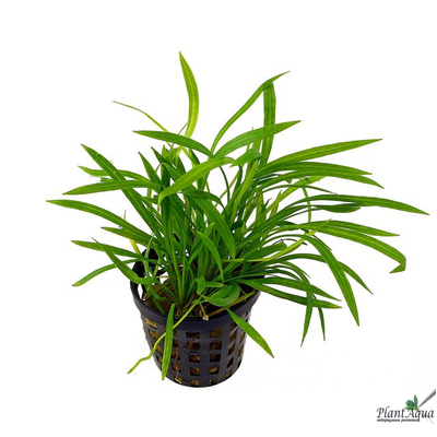 Эхинодорус тенеллус (горшок)