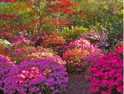 декоративные растения