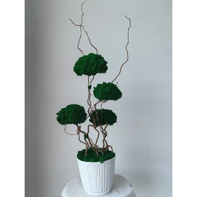 Живая эко-композиция 1001