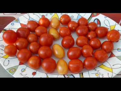 Томат  Geranium Kiss (Поцелуй герани,  от Кушнаревой Т.)