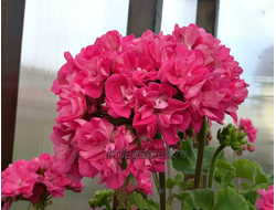 Пеларгония Ирида Купчиха