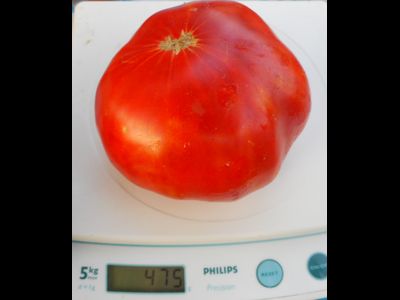 Томат Олимпийский огонь