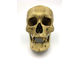 золотой, череп, человеческий, черепушка, кости, скелет, древний, Skull, gold, бронзовый, голова, old