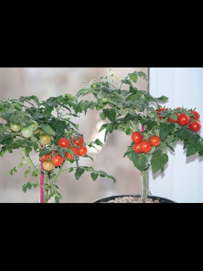 Томат  Red Robin (Ред Робин), 10 шт.