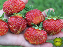 КЛУБНИКА "ПОЛКА" (СРЕДНЕПОЗДНЯЯ, ВЫНОСЛИВАЯ, СЛАДКАЯ)