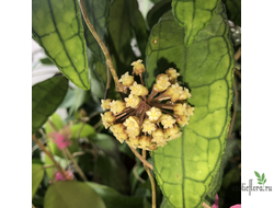 Hoya finlaysonii long leaves