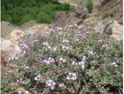 Затария, Персидский тимьян (Zataria multiflora) Иран, 5 мл - 100% натуральное эфирное масло