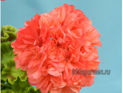 Пеларгония Bold Gold