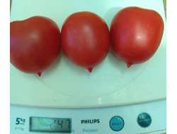 Томат Славянка