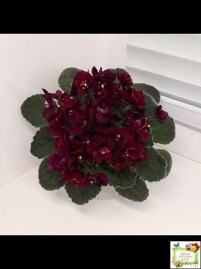 Jolly Fire (H.Pittman) (9715) 01/15/2007