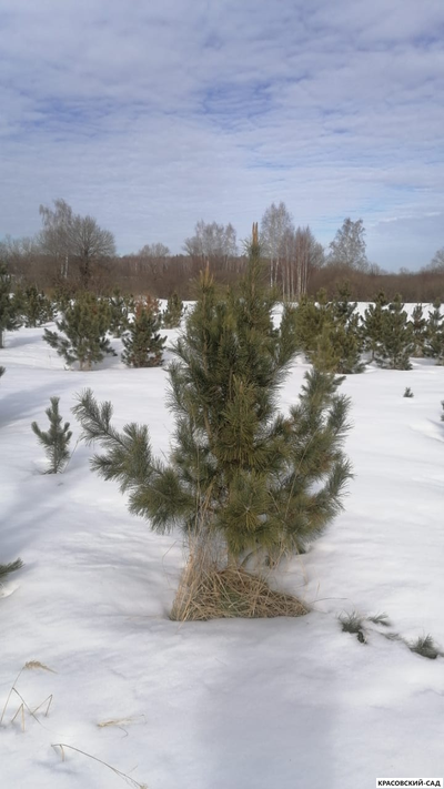 Кедр - фото в питомнике 7 - красовский-сад.рф