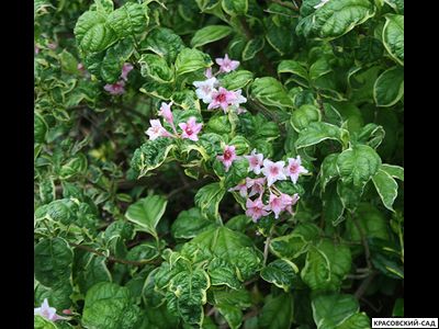 Вейгела Карикатура - Caricature