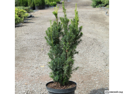 Тис средний Хиксии - Hicksii