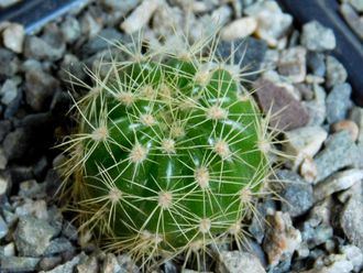 Echinopsis calochlorum (D=18-20mm)