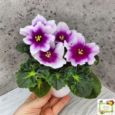 ЛФ-Посмотри в Глаза (Л. Федосеева) 2022 г. (стартер сорт)