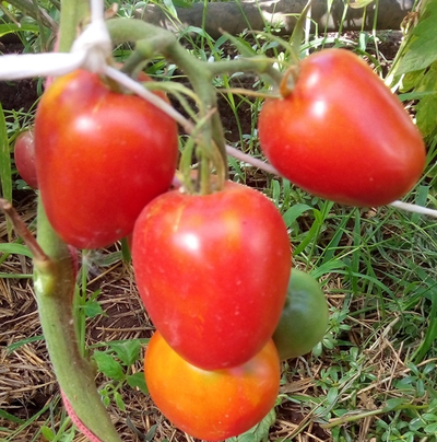 Томат Кечкемети